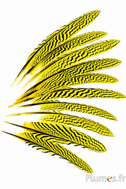 Zilverfazant - 20-25 cm - geel-zwart